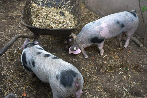 Fotografie Arche Bauernhof